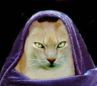 Hooded Cat