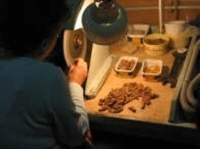 Koenigsberg bernstein verarbeitung kern